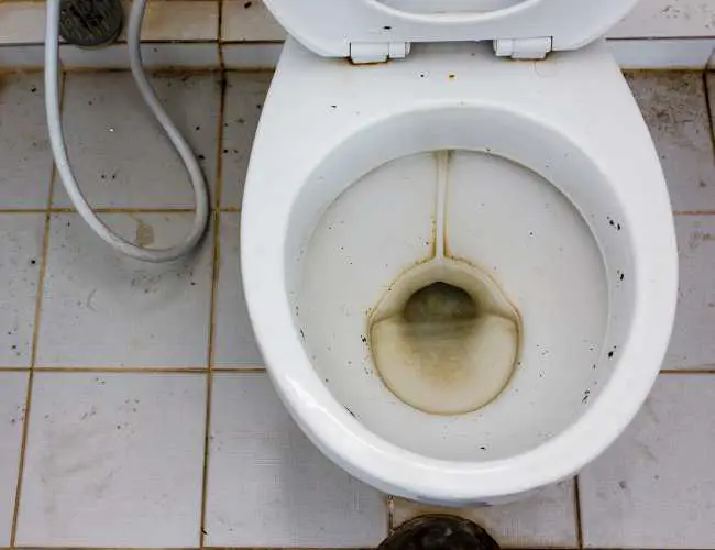 how often should you flush an unused toilet
